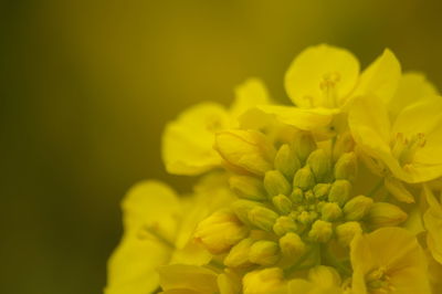 Close-up of yellow flowers