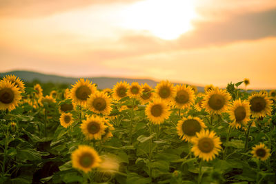 Scenic view of sunflower field against sky during sunset