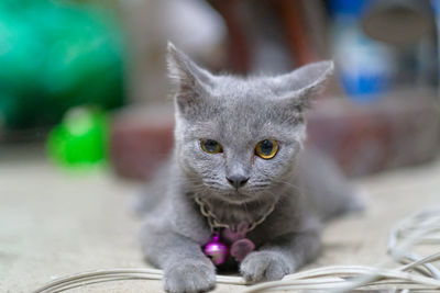 Portrait of cat with kitten