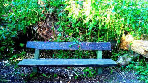 Plants growing on wooden bench