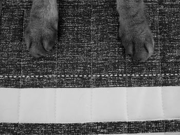 Low section of cat
