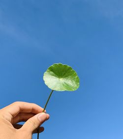 Close-up of hand holding leaf against blue sky