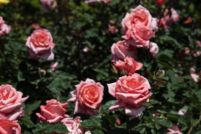 Close-up of pink roses