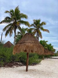 Palm trees on beach against sky