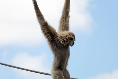 Low angle view of white handed gibbon against sky
