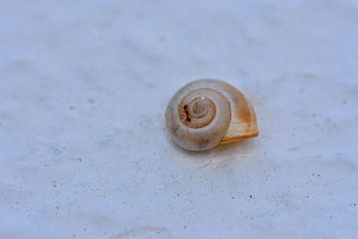 Shells on sandy beach