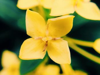 Close-up of yellow flower