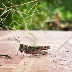 Close-up of grasshopper