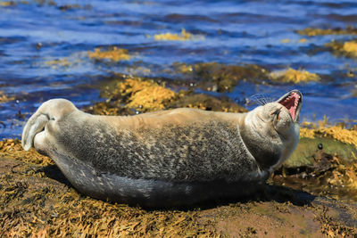 Laughing seal in the beach