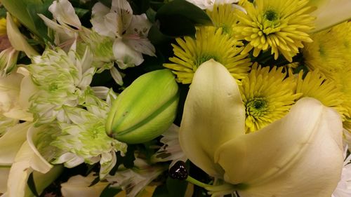 Close-up of yellow flowers blooming outdoors