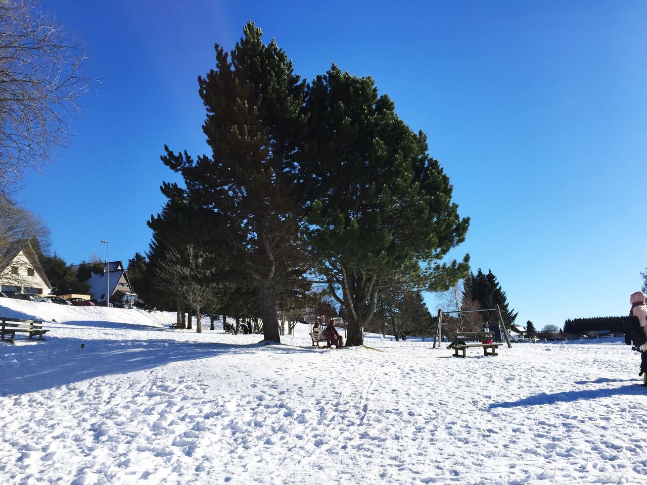 snow, winter, cold temperature, tree, season, clear sky, blue, covering, tranquility, white color, nature, tranquil scene, sunlight, landscape, field, beauty in nature, weather, growth, snow covered, scenics