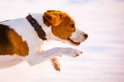 Close-up of a dog running through snow field