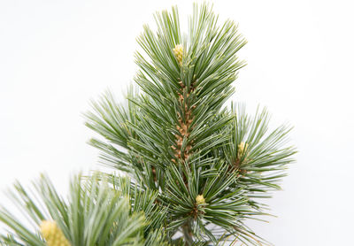 Close-up of pine tree against white background