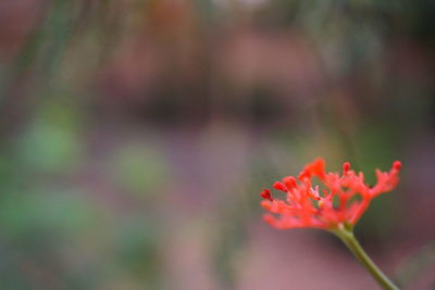 Close-up of red flower