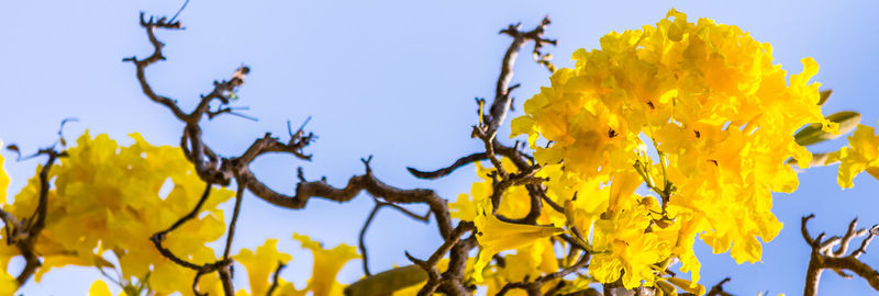 Low angle view of yellow flowering plant against sky