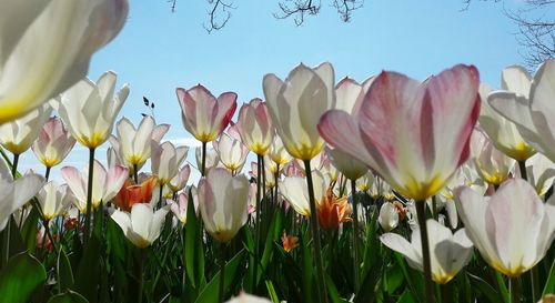 Close-up of crocus blooming outdoors