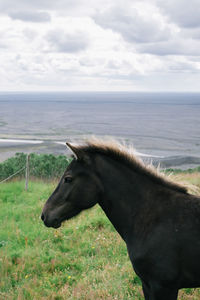 Close-up of horse standing on grassy field against cloudy sky