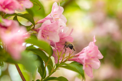 Close-up of bee pollinating on flower