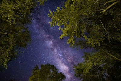 Low angle view of trees against sky at night