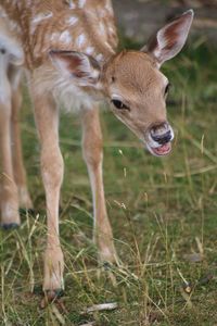 Deer in a field