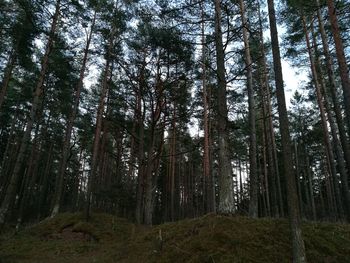 Low angle view of trees in forest