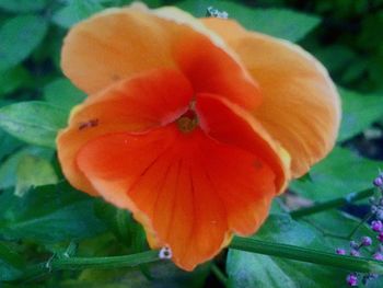 Close-up of orange poppy blooming outdoors