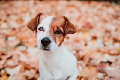 Beautiful black labrador sitting outdoors on brown leaves background, wearing a grey scarf. autumn 