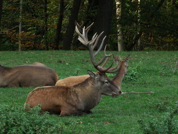 Deer in a field