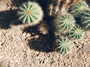 Cactus growing on a tree