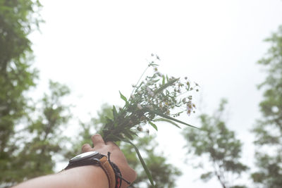 Low angle view of woman hand holding tree against sky