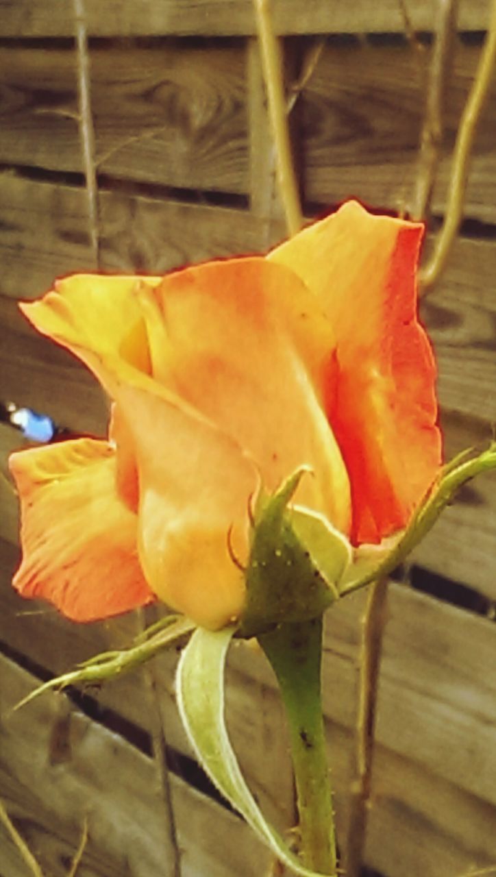 flower, petal, fragility, flower head, freshness, close-up, growth, plant, leaf, beauty in nature, orange color, single flower, yellow, focus on foreground, nature, blooming, stem, rose - flower, potted plant, in bloom