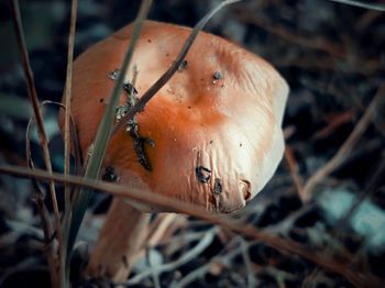 Close-up of orange mushroom