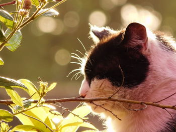 Close-up of a cat