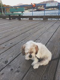 High angle view of dog on wooden table