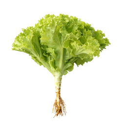 Close-up of green leaf against white background