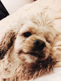 Close-up portrait of dog relaxing at home