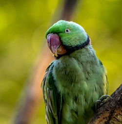 Colorful parrot