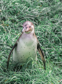 Full length portrait of a standing humboldt penguin