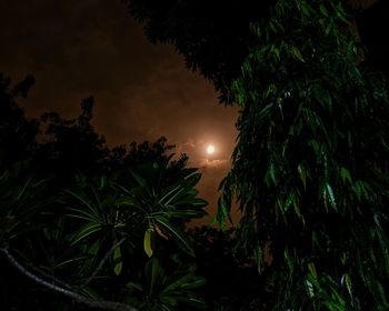 Low angle view of silhouette trees against sky at night