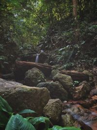 Stream flowing through rocks in forest