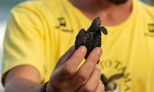 Close-up of man holding turtle