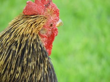 Close-up of a bird