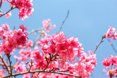 Close-up of pink flowers on branch