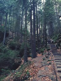 Trees growing in forest