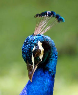 Close-up of peacock