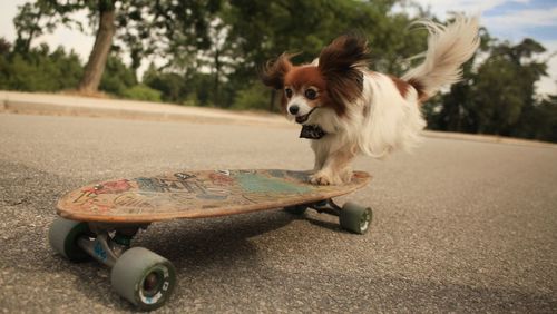 Dog standing on skateboard 