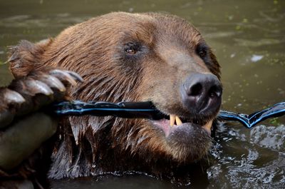 Close-up of bear in lake