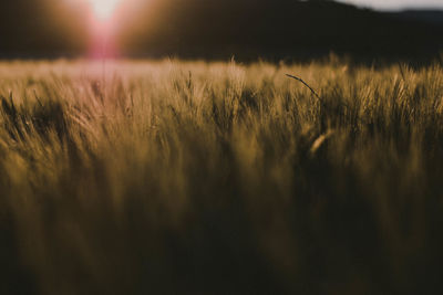 High angle view of stalks in field against bright sun