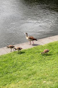 Ducks in lake