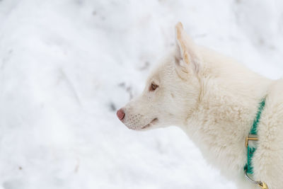 Close-up of a dog looking away